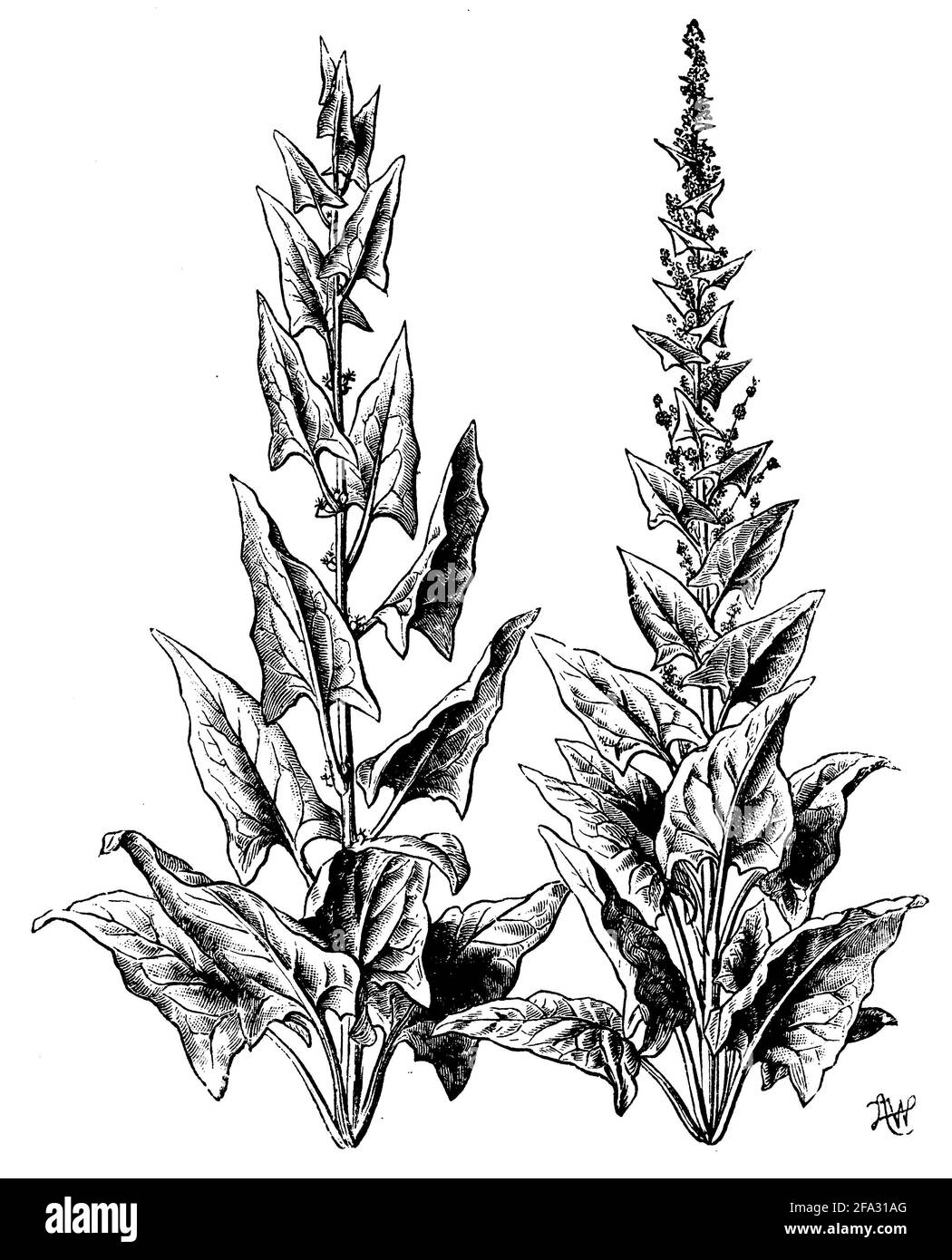 Spinach / Spinacia oleracea / Spinat (botany book, 1910) Stock Photo