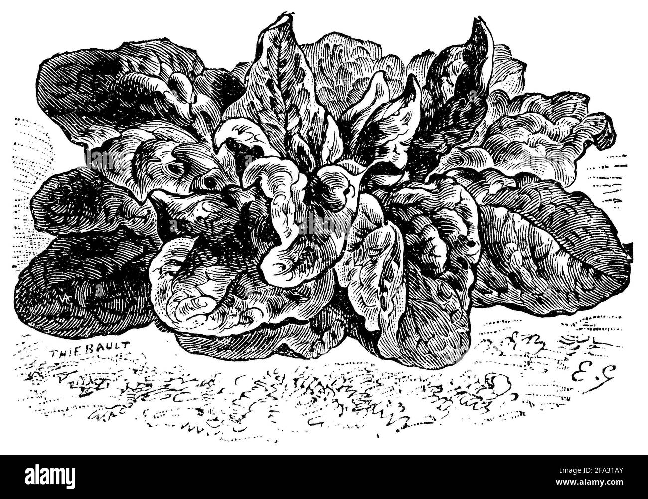 Spinach / Spinacia oleracea / Spinat (garden book, 1915) Stock Photo