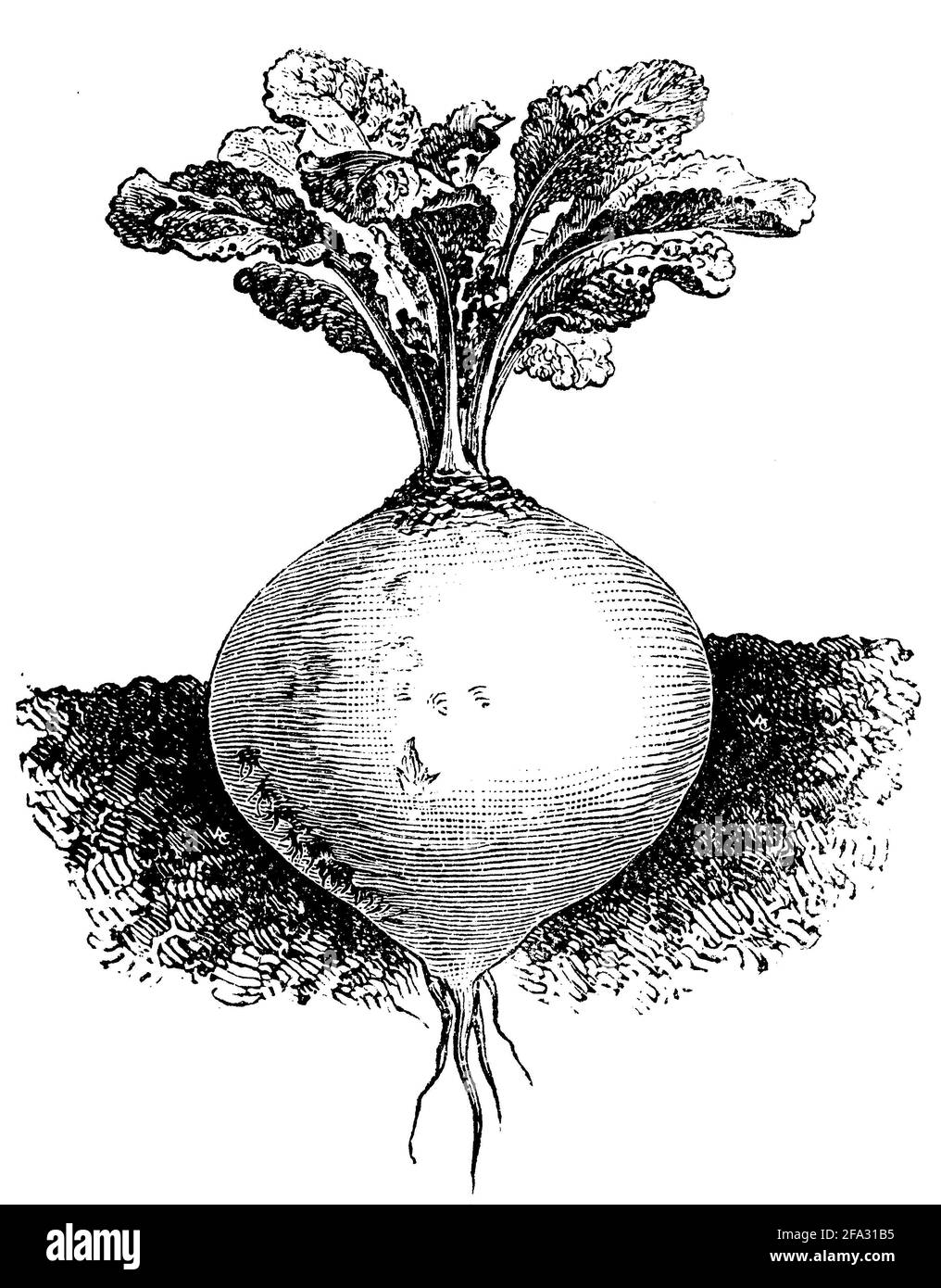 swede, rutabaga / Brassica rapa subsp. rapa / Steckrübe (garden book, 1915) Stock Photo