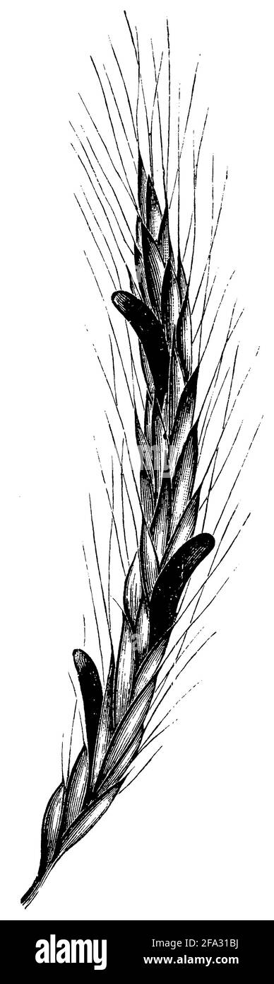ergot fungus / Claviceps purpurea Syn. Secale cornutum / Mutterkorn (natural history book, 1886) Stock Photo