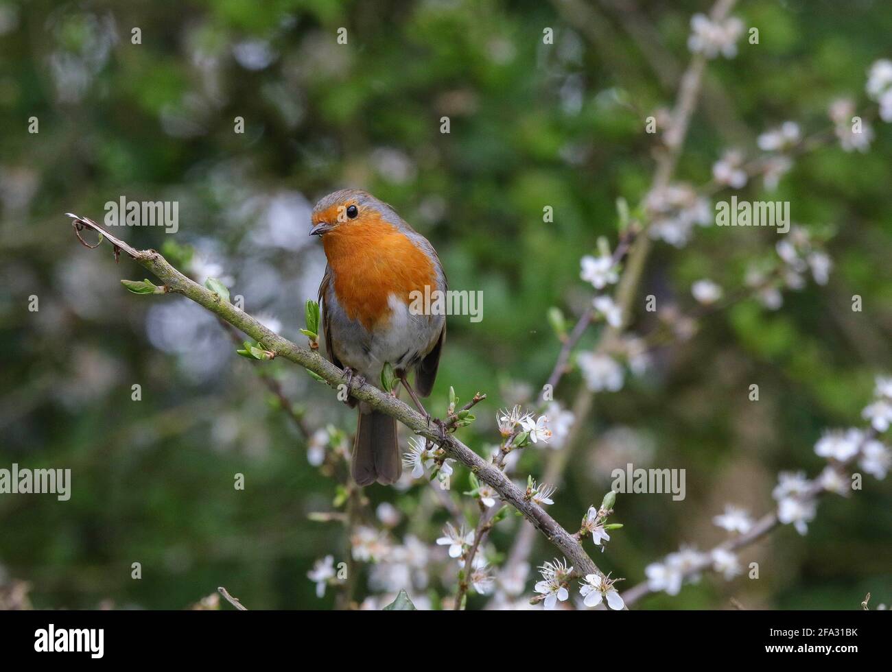 Oxford Island, Lough Neagh, County Armagh, Northern Ireland, UK. 22 Apr 2021. UK weather – a calm day with high pressure prevailing. After a hazy start the sun began to burn through the thin layer of cloud and it is to remain dry until at least the start of next week. Inquisitive - a robin perched on blossom at Oxford Island, Lough Neagh.  Credit: CAZIMB/Alamy Live News. Stock Photo