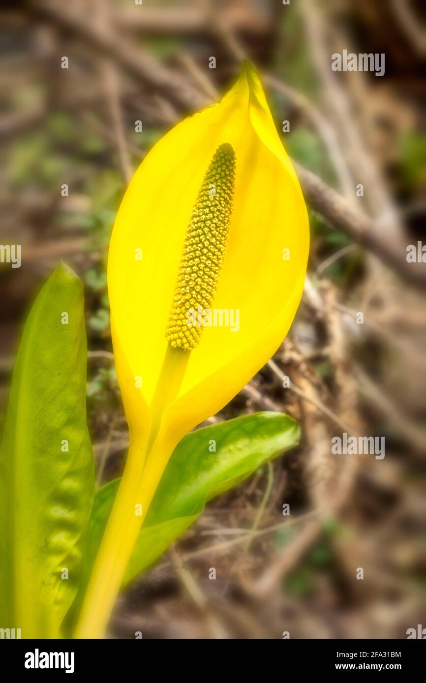 Lysichiton Americanus, Yellow, skunk cabbage, in spring foliage Stock