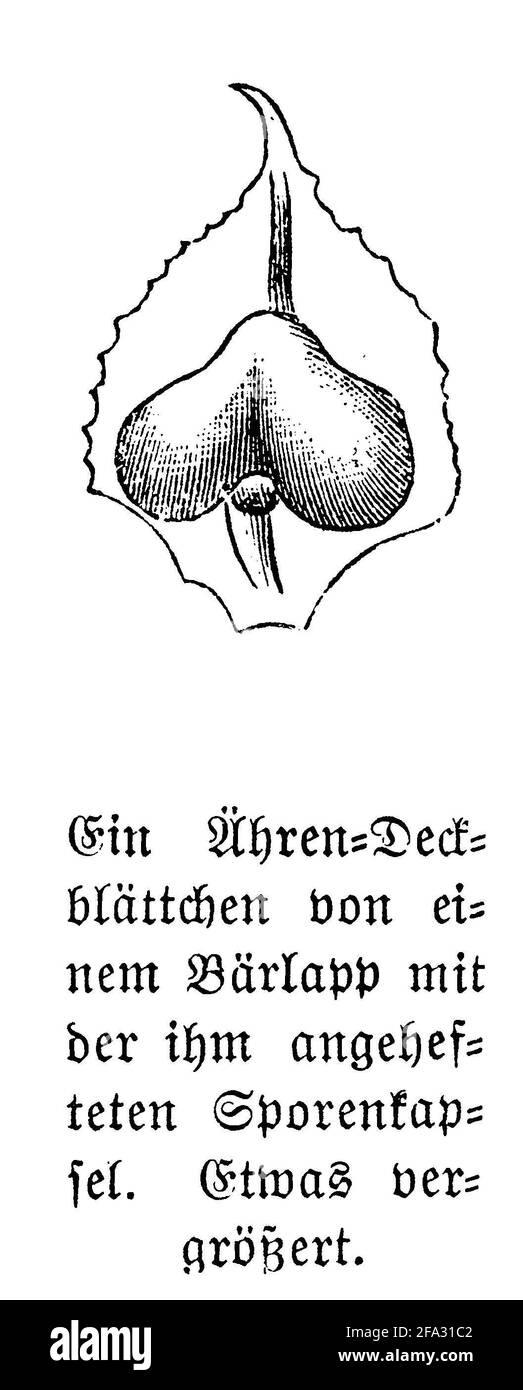 club moss / Lycopodium clavatum / Keulen-Bärlapp (botany book, 1880) Stock Photo