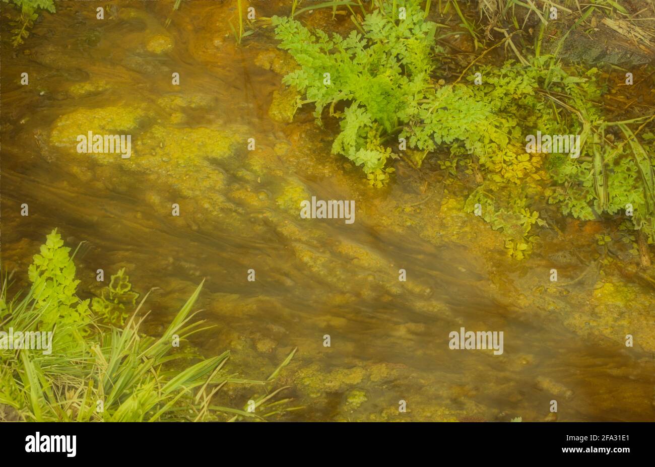 Green algae on slow moving stream Stock Photo
