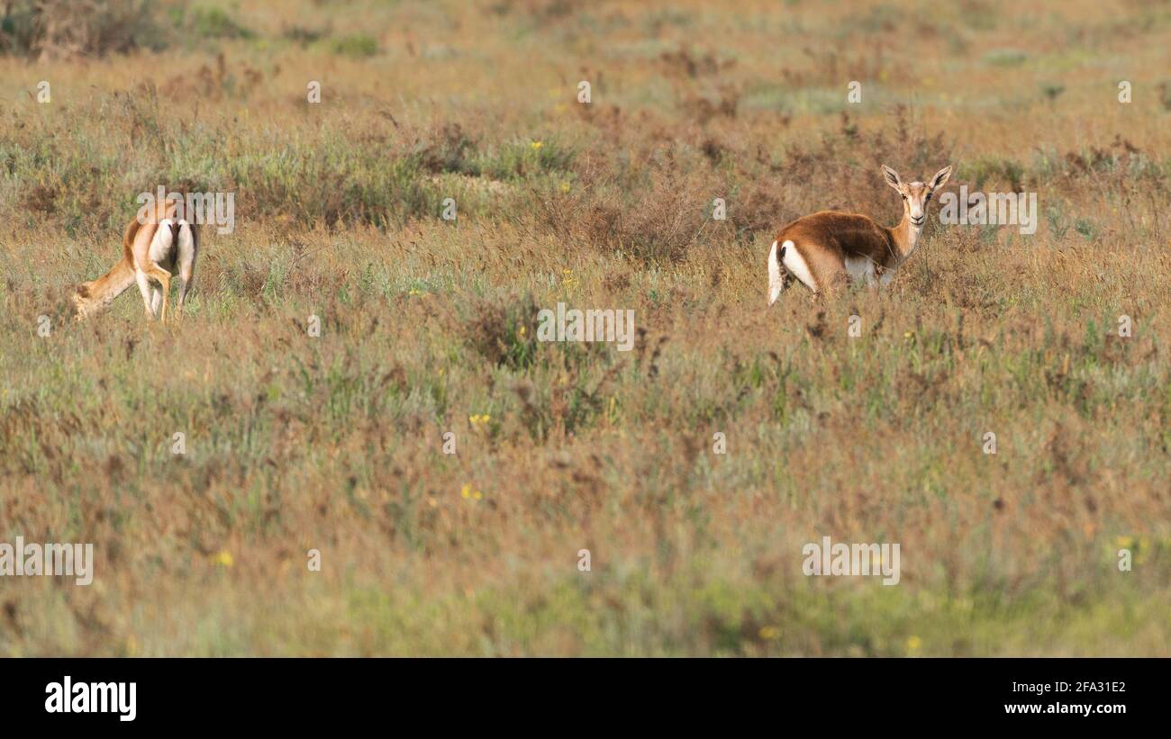 Goitered gazelle Jeyran in field. Wildlife nature reserve Stock Photo
