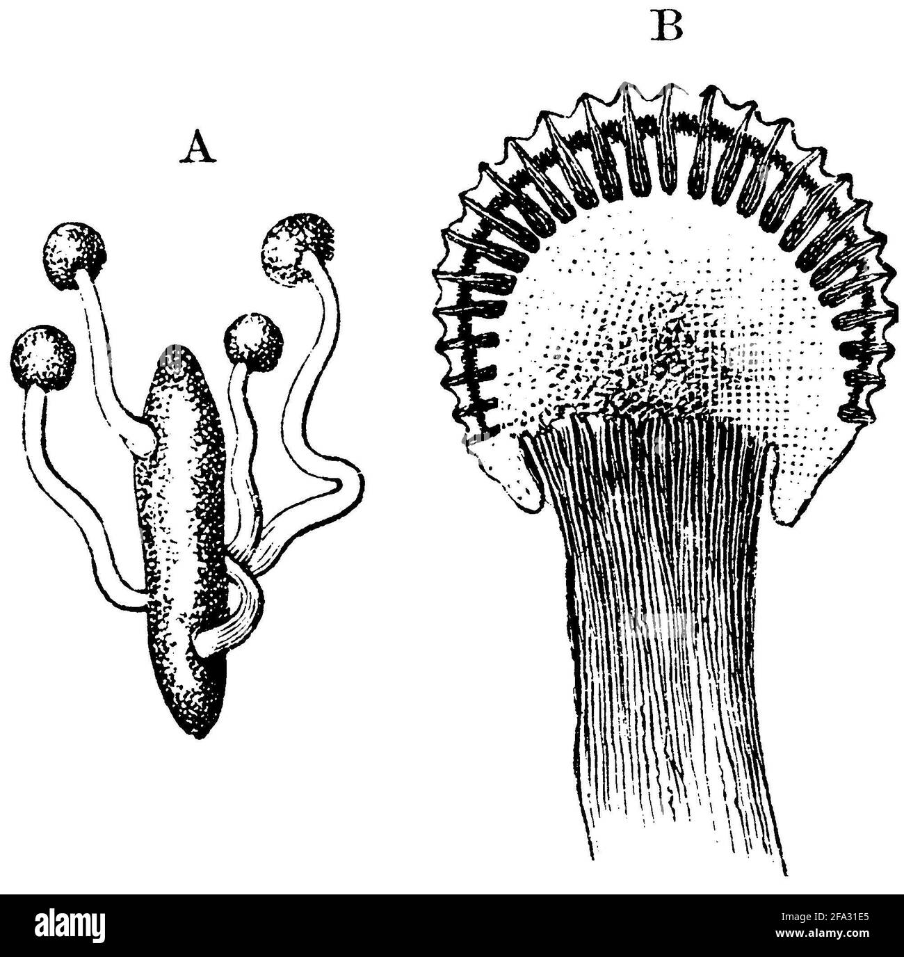 ergot fungus / Claviceps purpurea Syn. Secale cornutum / Mutterkorn (botany book, 1875) Stock Photo