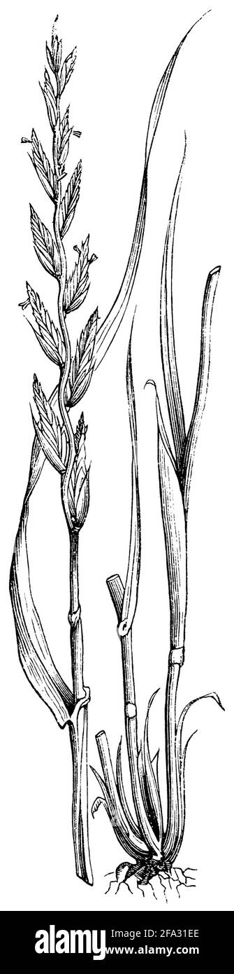 meadow fescue / Festuca pratensis / Wiesen-Schwingel (botany book, 1875) Stock Photo