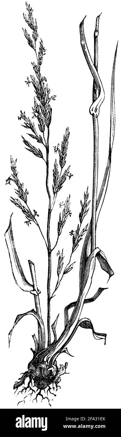 English ryegrass / Lolium perenne / Deutsches Weidelgras, Ausdauernder Lolch (botany book, 1875) Stock Photo