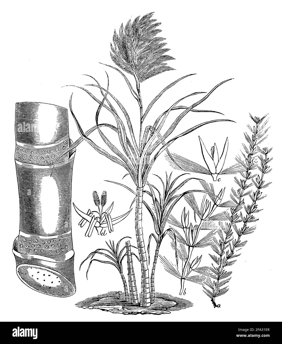 sugarcane / Saccharum officinarum / Zuckerrohr (biology book, 1881) Stock Photo