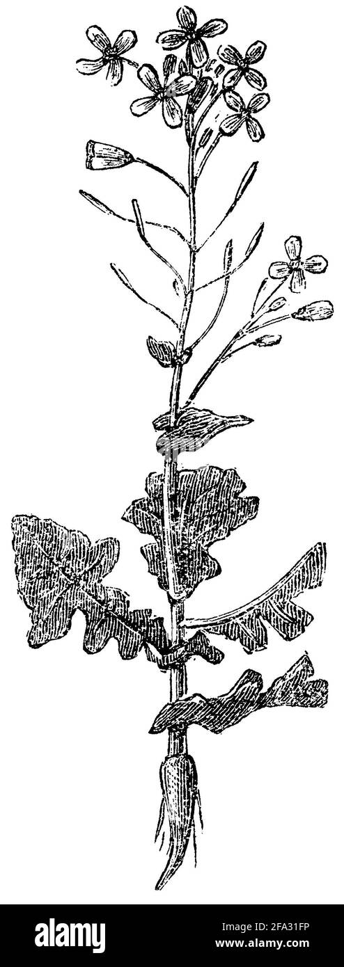 swede, rutabaga / Brassica rapa subsp. rapa / Steckrübe (biology book, 1881) Stock Photo
