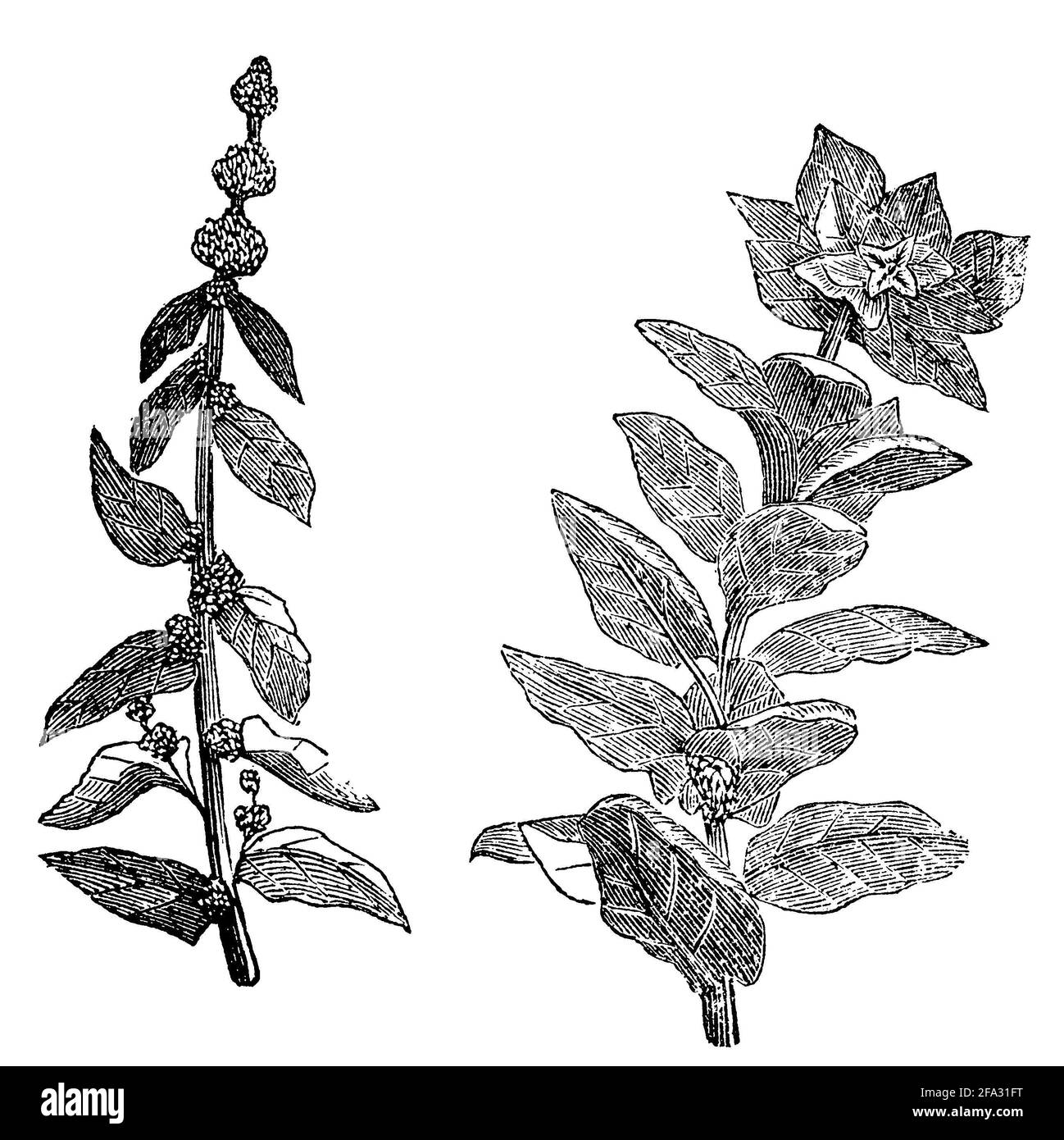 Spinach / Spinacia oleracea / Spinat (biology book, 1881) Stock Photo