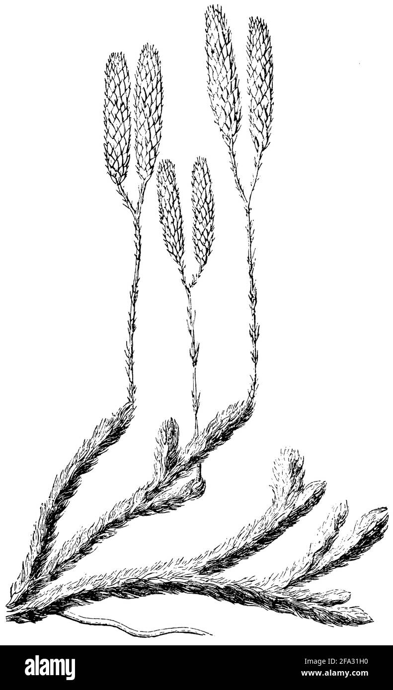 club moss / Lycopodium clavatum / Keulen-Bärlapp (evolution history book, 1890) Stock Photo
