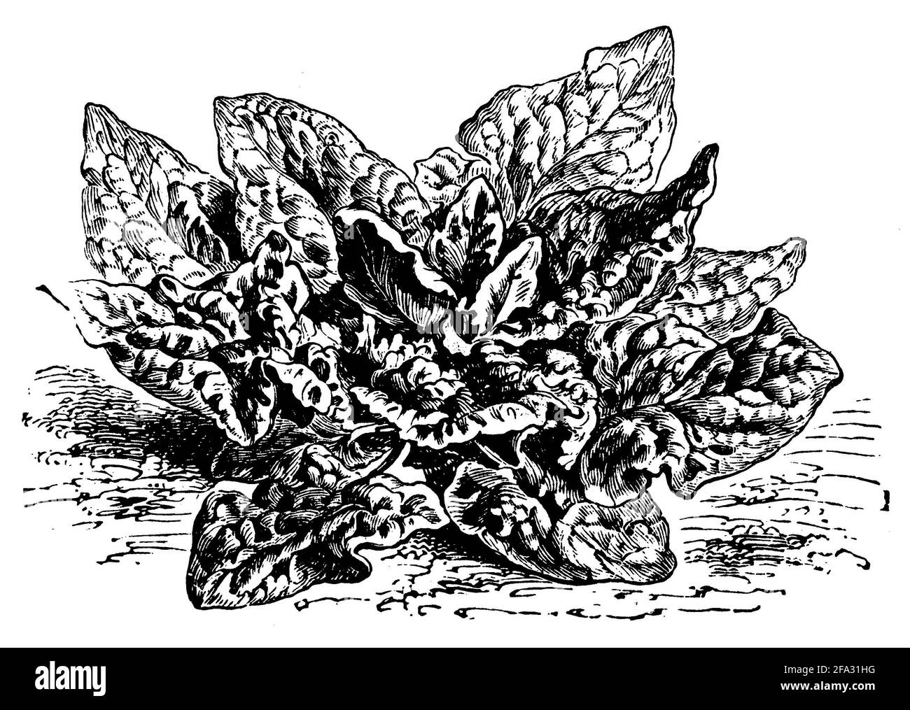 Spinach / Spinacia oleracea / Spinat (garden book, 1911) Stock Photo