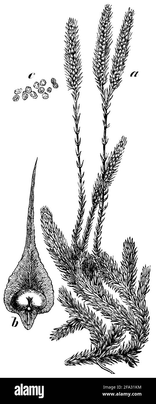 club moss / Lycopodium clavatum / Keulen-Bärlapp (encyclopedia, 1893) Stock Photo