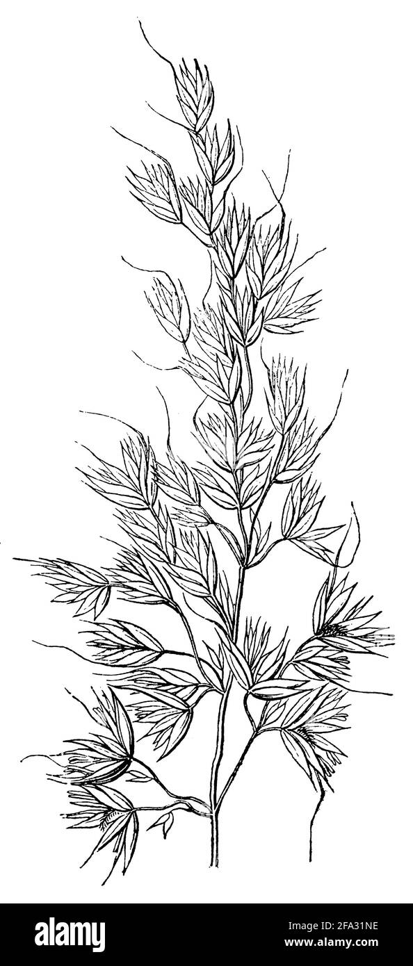 false oat-grass / Arrhenatherum elatius / Gewöhnlicher Glatthafer, Französisches Raygras (encyclopedia, 1885) Stock Photo