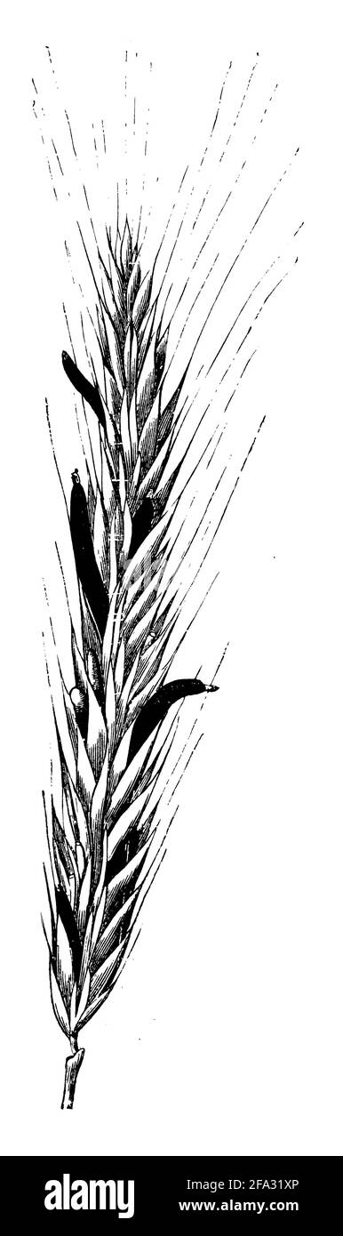 ergot fungus / Claviceps purpurea Syn. Secale cornutum / Mutterkorn (encyclopedia, 1890) Stock Photo