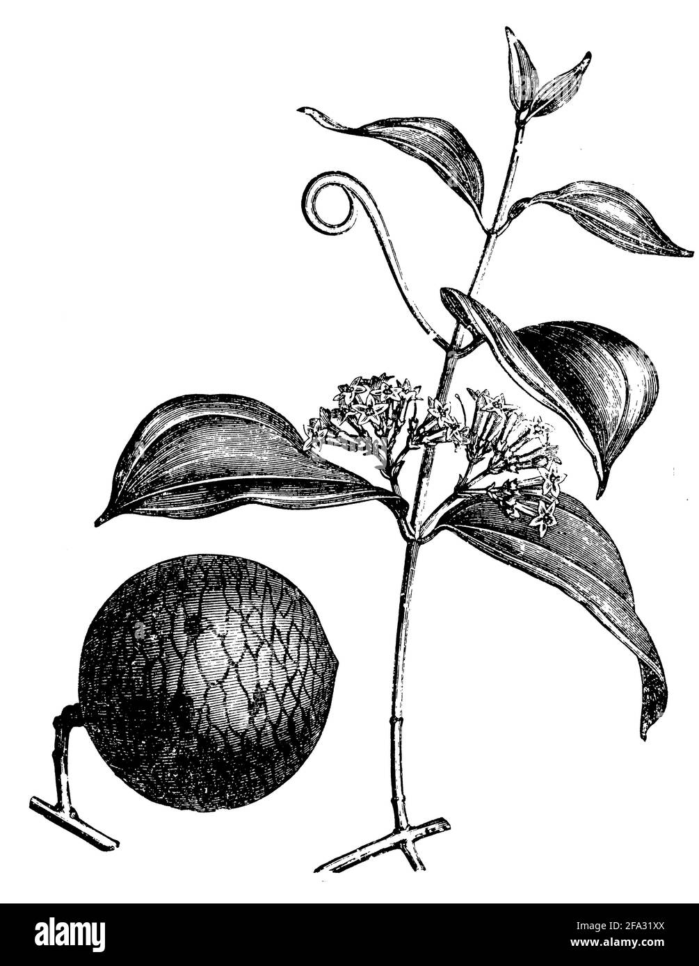 strychnine tree / Strychnos nux-vomica, Syn. Strychnos colubrina, Strychnos  lucida, Strychnos spireana, Strychnos vomica / Brechnuss (encyclopedia,  1890 Stock Photo - Alamy