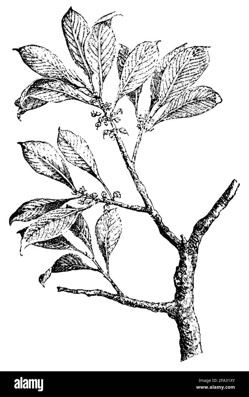 Palaquium gutta / Palaquium gutta / Guttaperchabaum (encyclopedia, 1890) Stock Photo