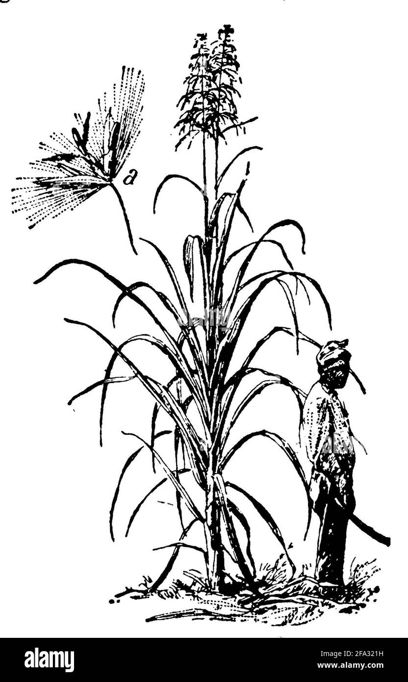 sugarcane / Saccharum officinarum / Zuckerrohr (encyclopedia, 1910) Stock Photo