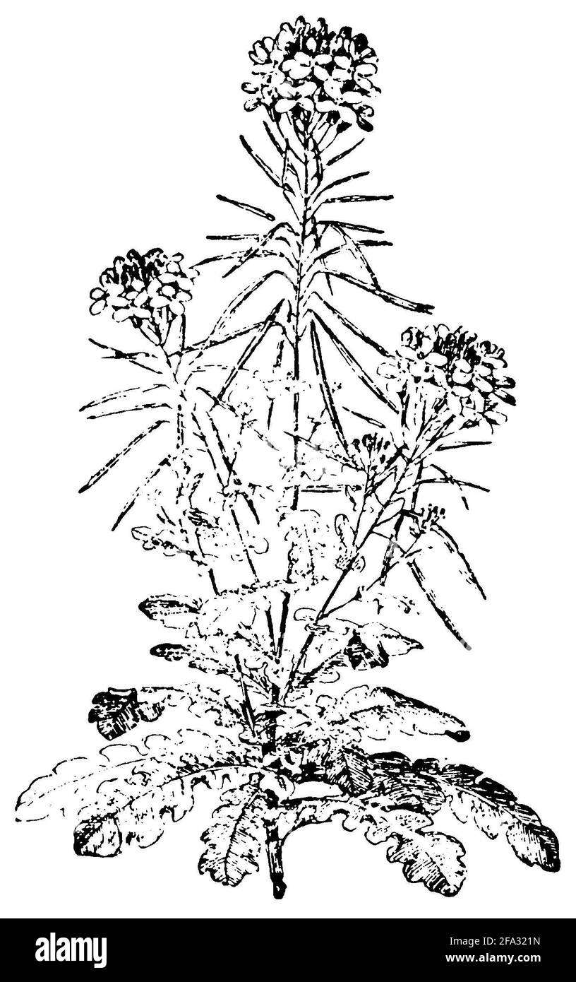 Brassica Rapa Diagram