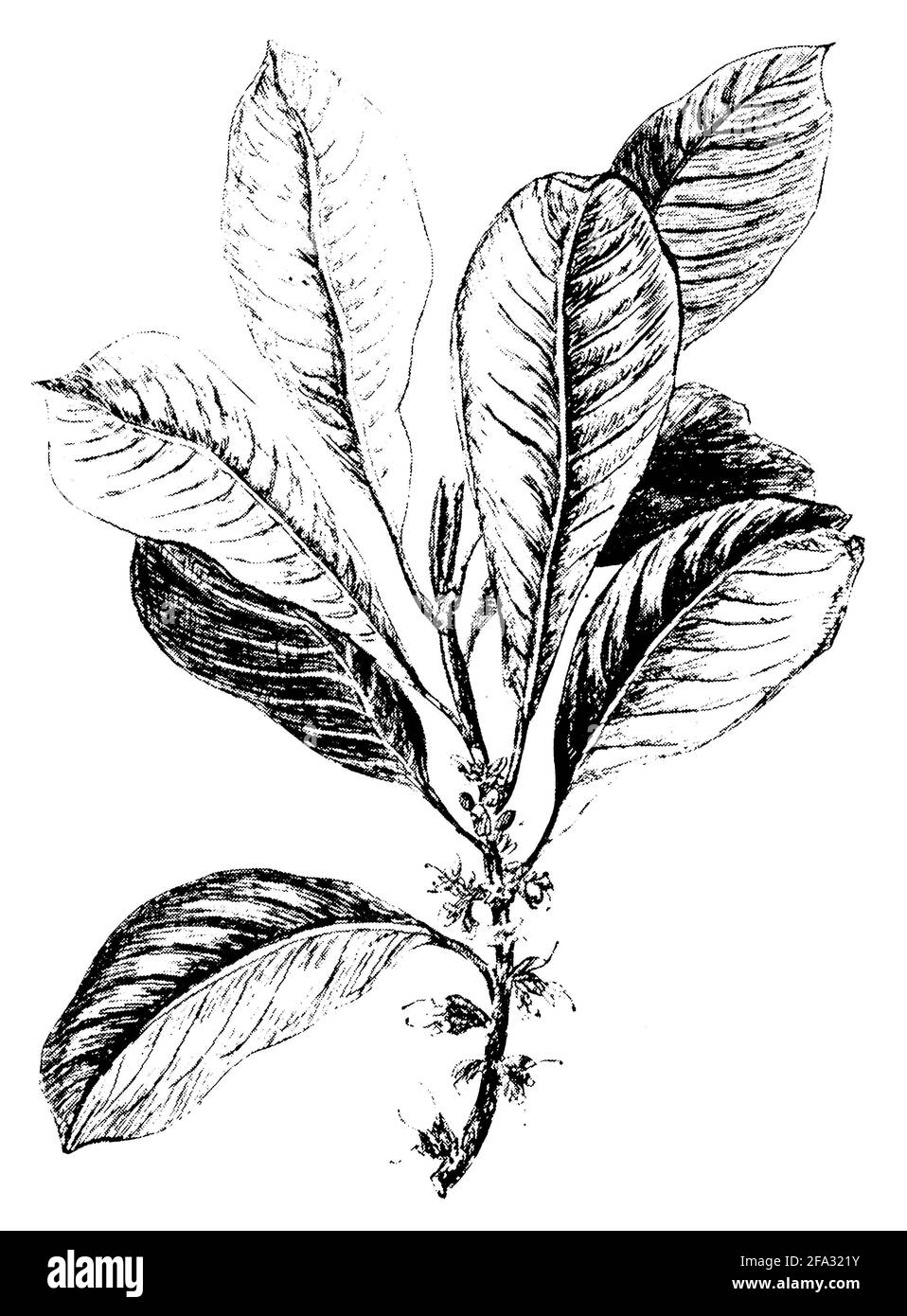 Palaquium gutta / Palaquium gutta / Guttaperchabaum (botany book, 1907) Stock Photo