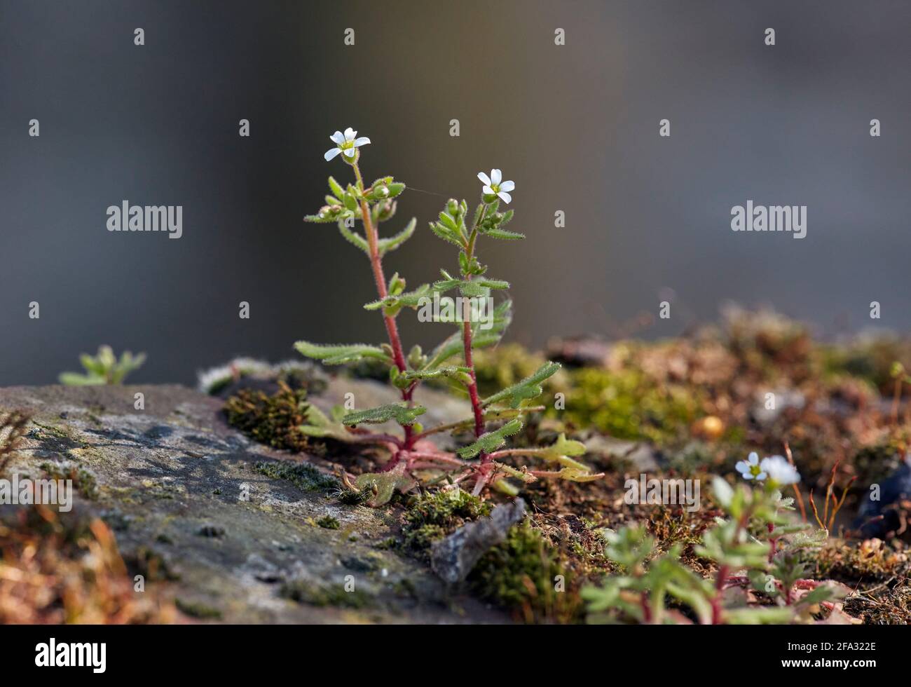 Rue-leaved Saxifrage growing on the old wall of St Mary's Church. East Molesey, Surrey, UK. Stock Photo