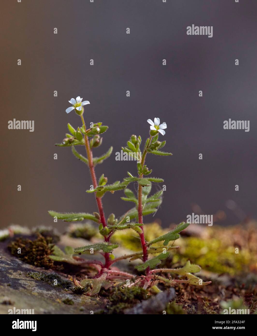 Rue-leaved Saxifrage growing on the old wall of St Mary's Church. East Molesey, Surrey, UK. Stock Photo