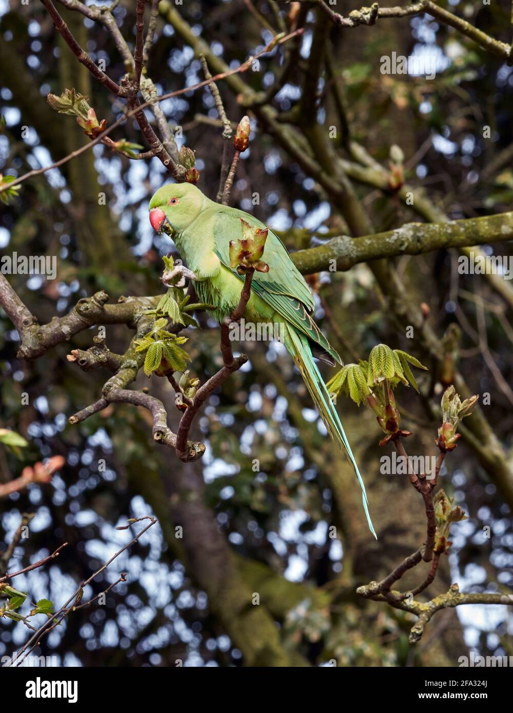 Ring-necked Parakeet eating horse chestnut leaves. Hurst Meadows, East Molesey, Surrey, UK. Stock Photo