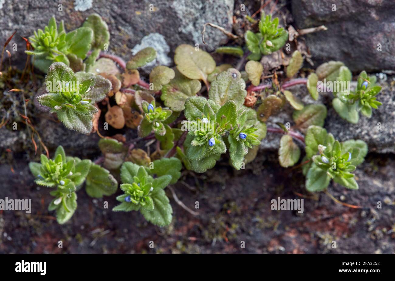 Wall Speedwell growing on the wall of St Mary's churchyard. East Molesey, Surrey, UK. Stock Photo