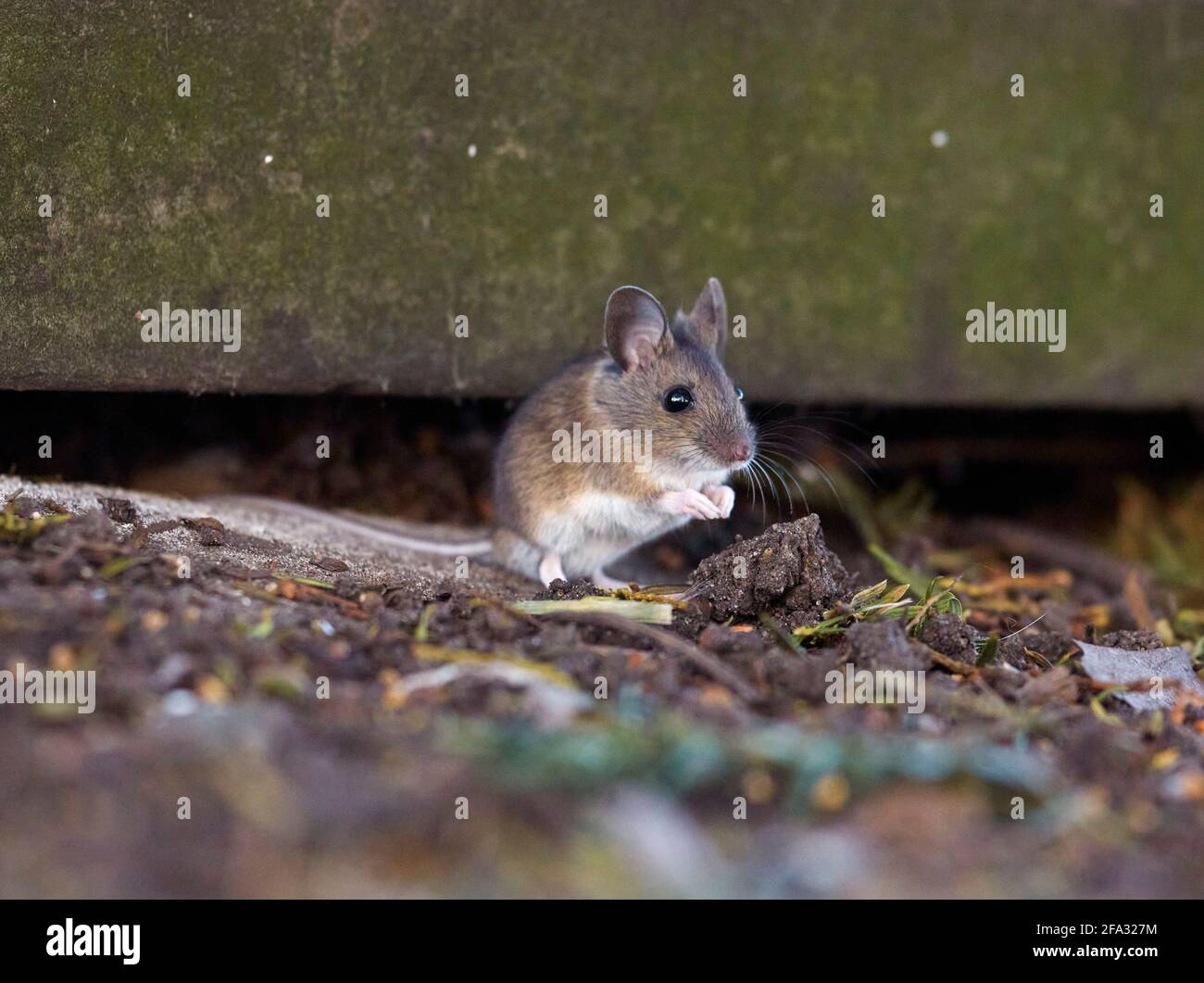 Field Mouse. St Mary's Churchyard, East Molesey, Surrey, UK. Stock Photo