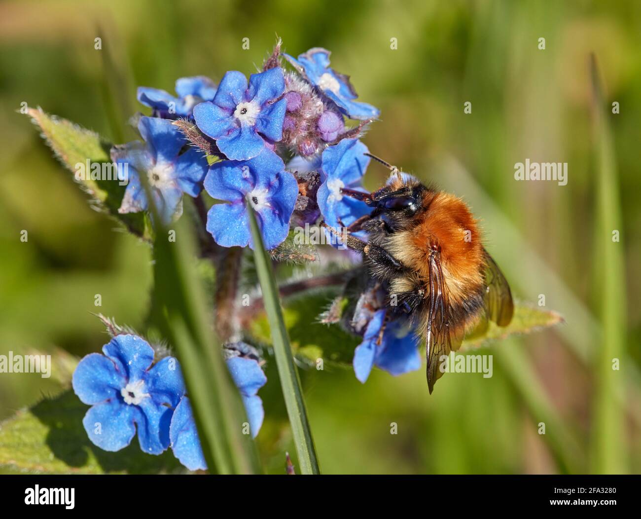 Common Carder Bee on Green Alkanet. Hurst Meadows, East Molesey, Surrey, UK. Stock Photo