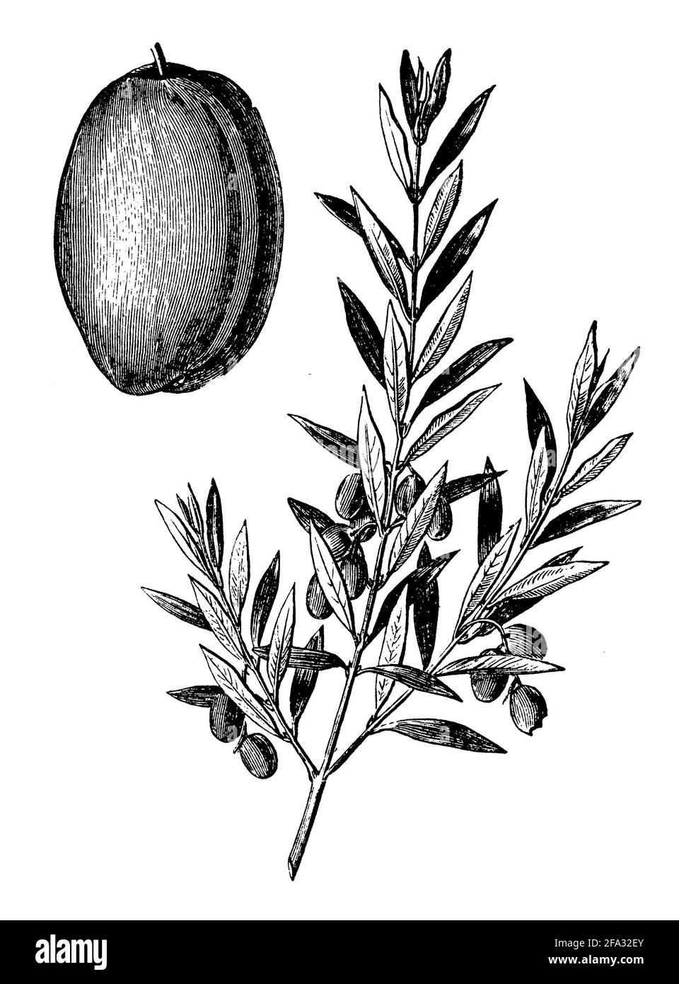 olive, European olive / Olea europaea / Olivenbaum, Echter Ölbaum Stock