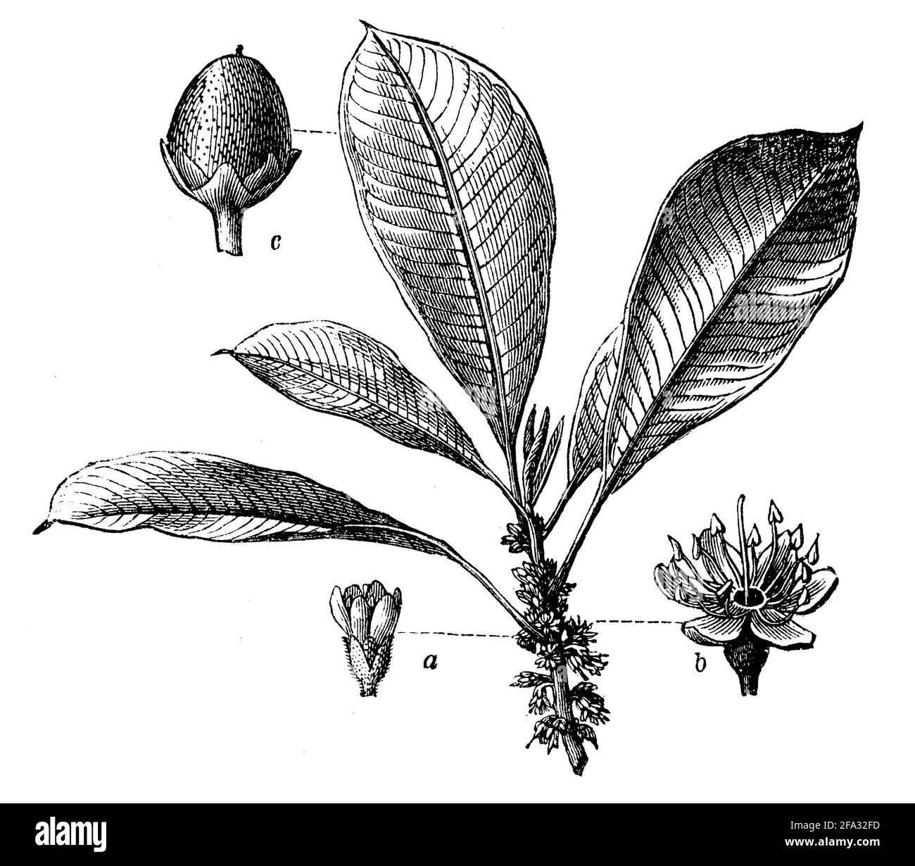 Palaquium gutta / Palaquium gutta / Guttaperchabaum (encyclopedia, 1898) Stock Photo