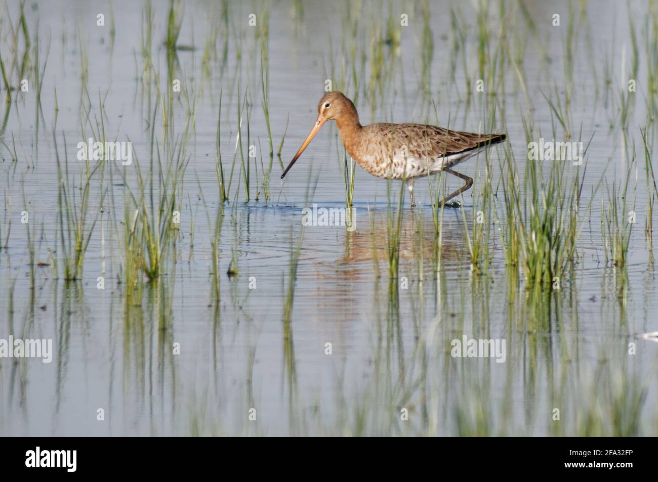 Black-tailed Godwit in winter plumage (Limosa limosa Stock Photo - Alamy