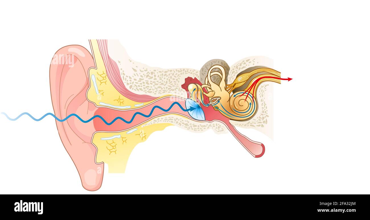 Illustration showing the way of a sound wave to the brain, labeled Stock Photo