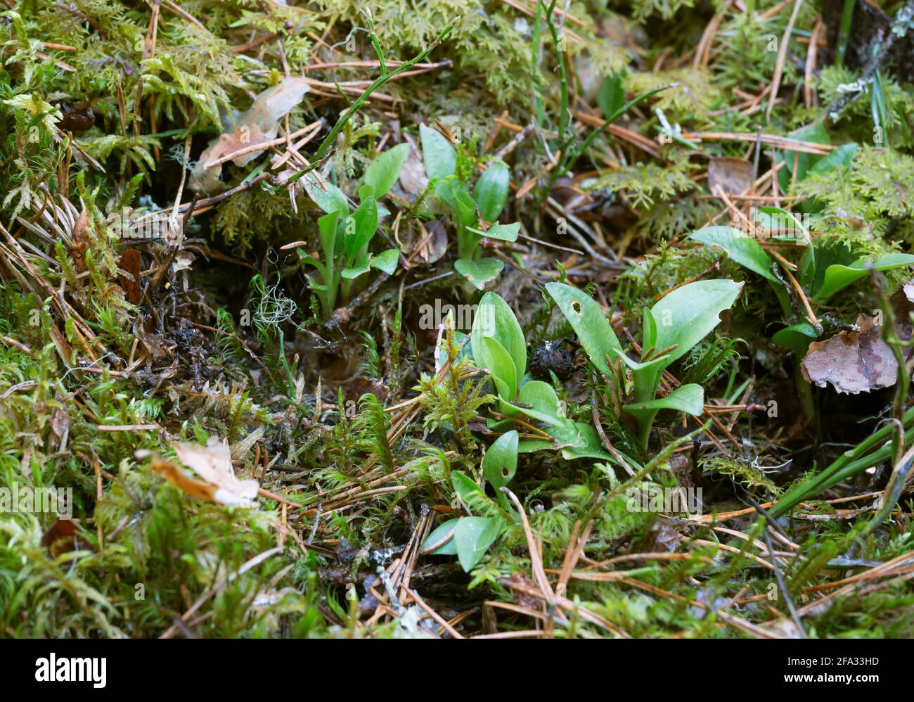 Dwarf rattlesnake plantain, Goodyera repens plants growing among moss Stock Photo