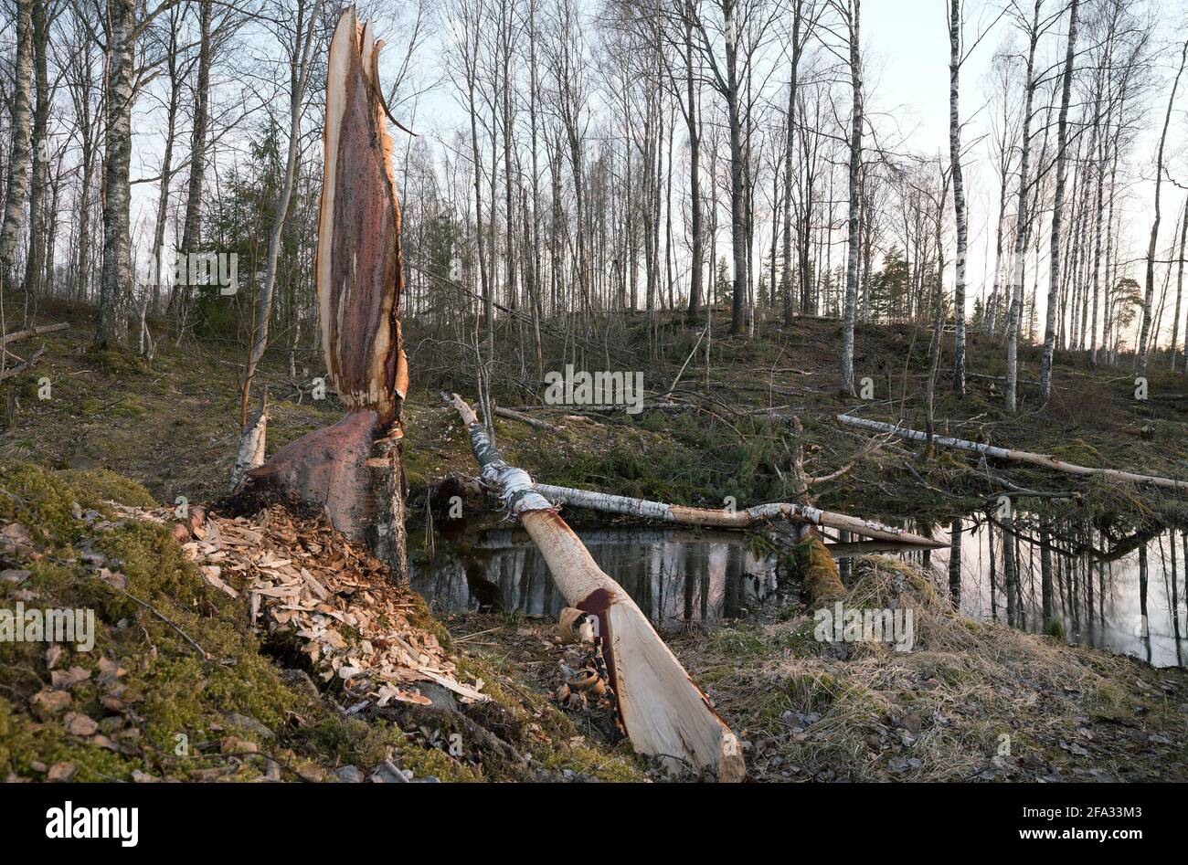 Trace after beaver, damage on birch with fallen tree Stock Photo - Alamy