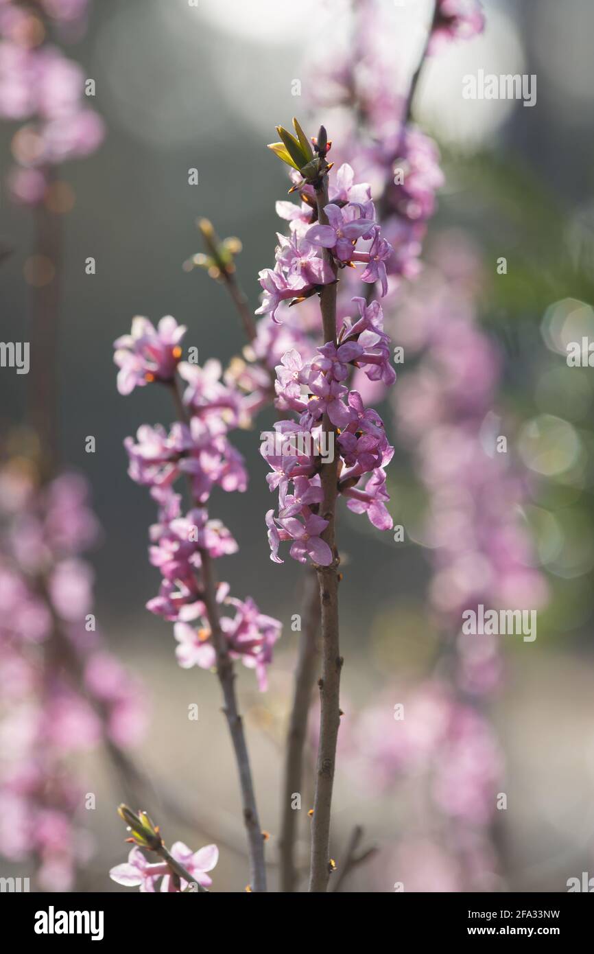 Blooming Daphne mezereum Stock Photo