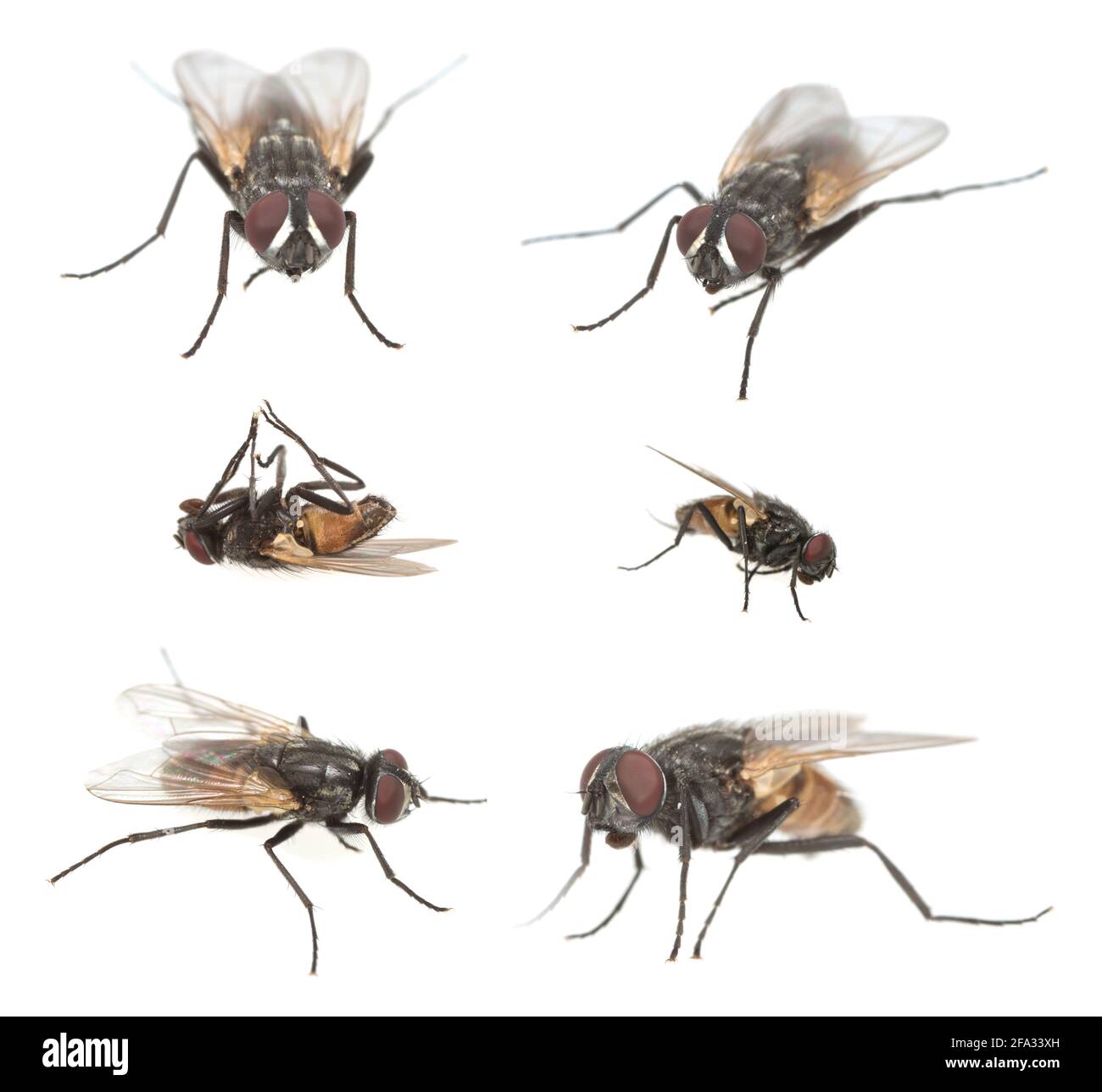 Male housefly, Musca domestica collection isolated on white background Stock Photo