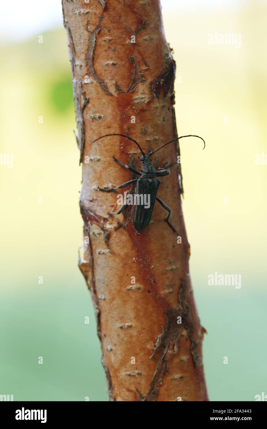 Male Oxymirus cursor on birch trunk Stock Photo