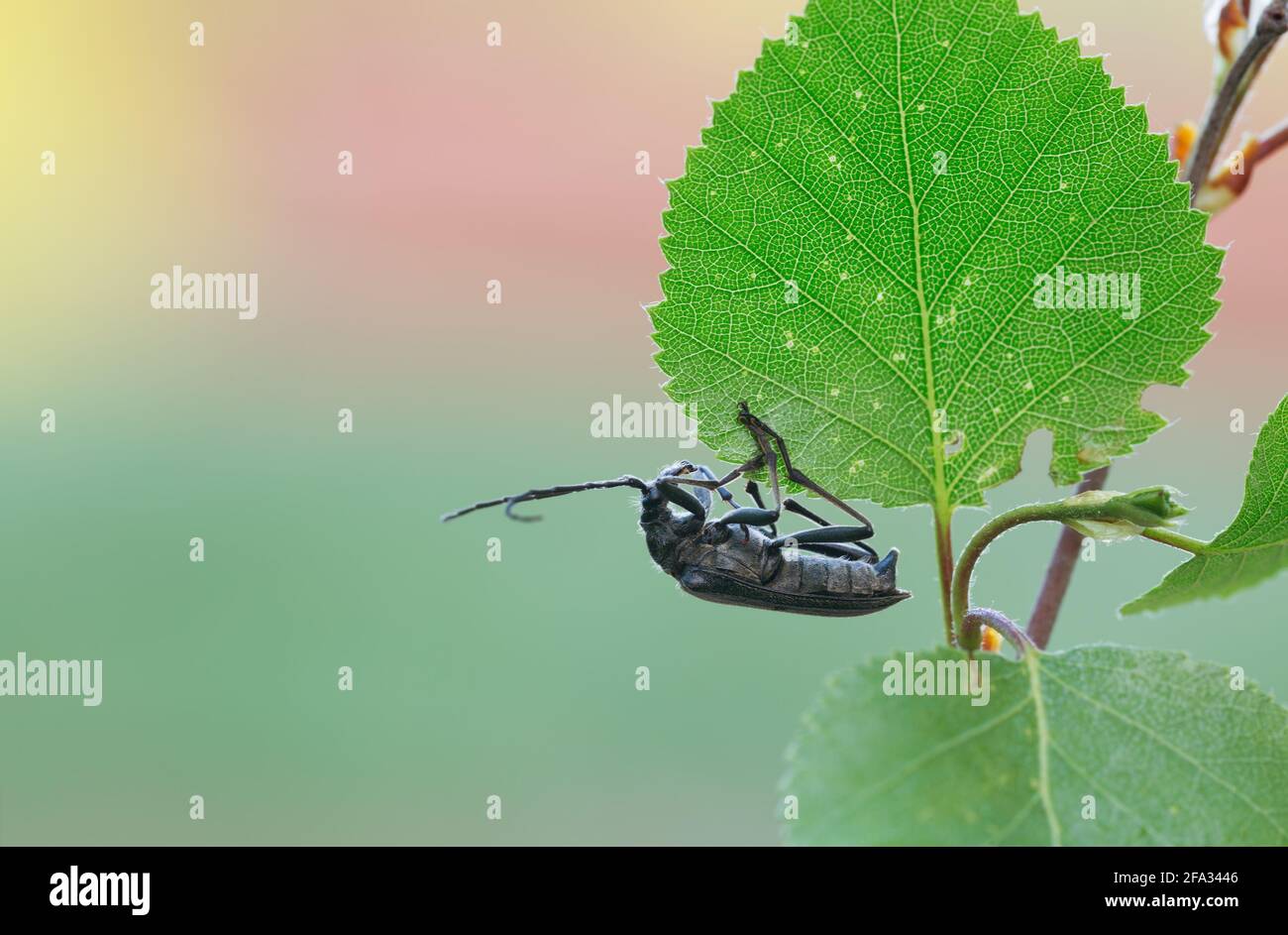 Male Oxymirus cursor on birch leaf Stock Photo