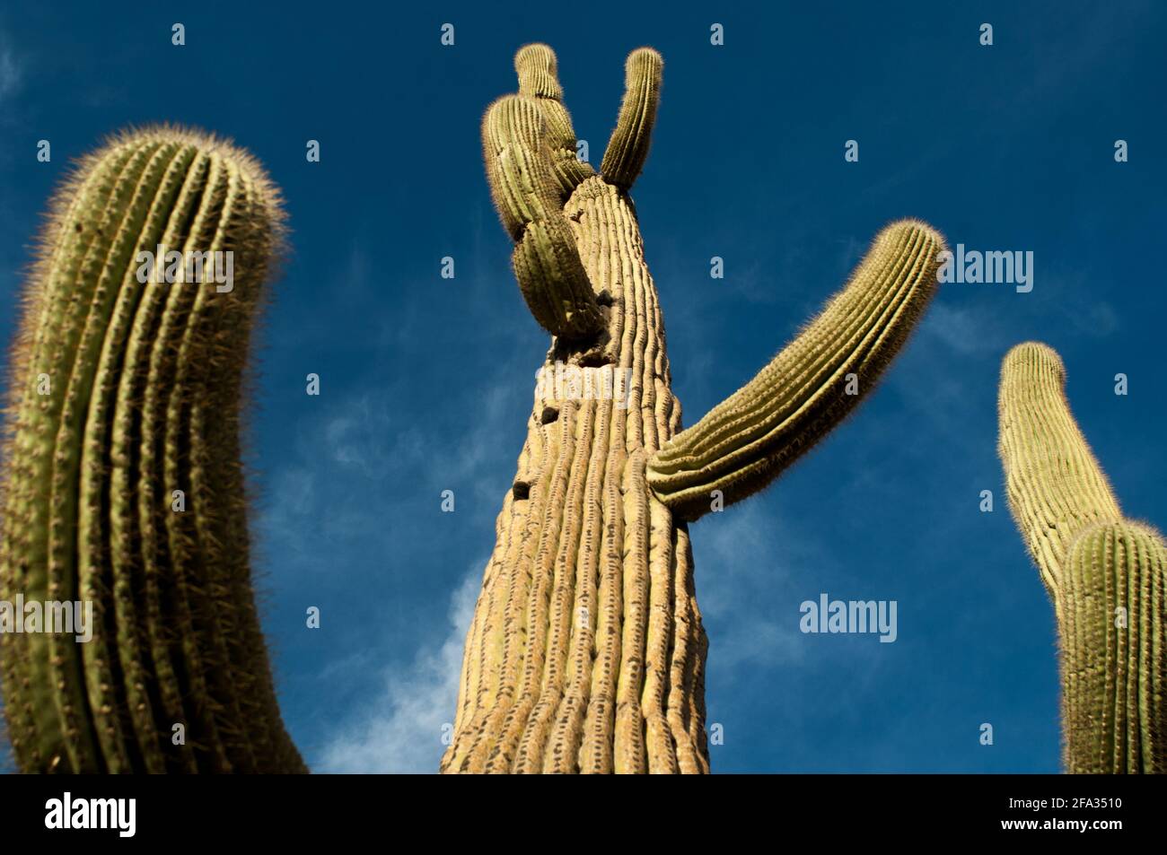 Saguaros, cactus of the Sonoran desert Stock Photo