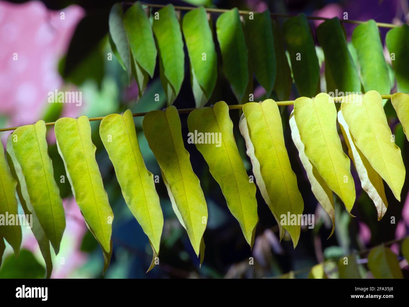 Fruit bearing tree hires stock photography and images Alamy
