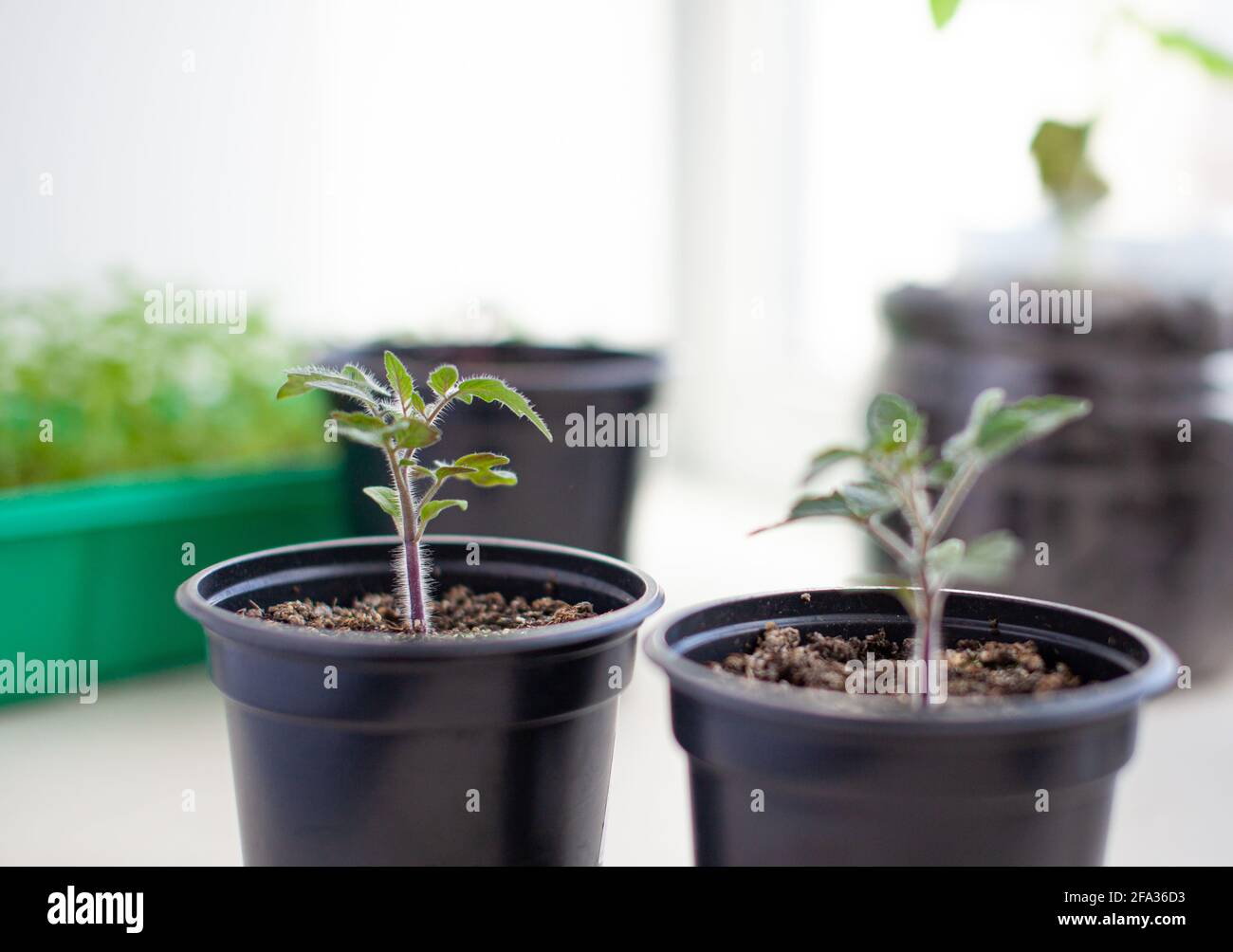 Close-up of seedlings of green small thin leaves of a tomato plant in a ...