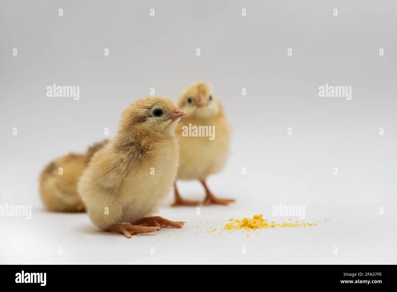 The yellow small chickens with food isolated on a white background Stock Photo