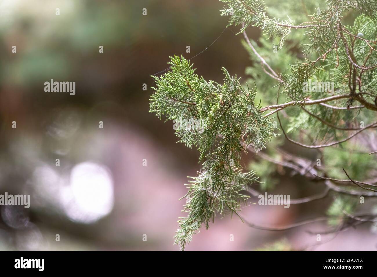 Leaves and cones of a Juniper tree evergreen. Juniperus excelsa, commonly called the Greek juniper Stock Photo