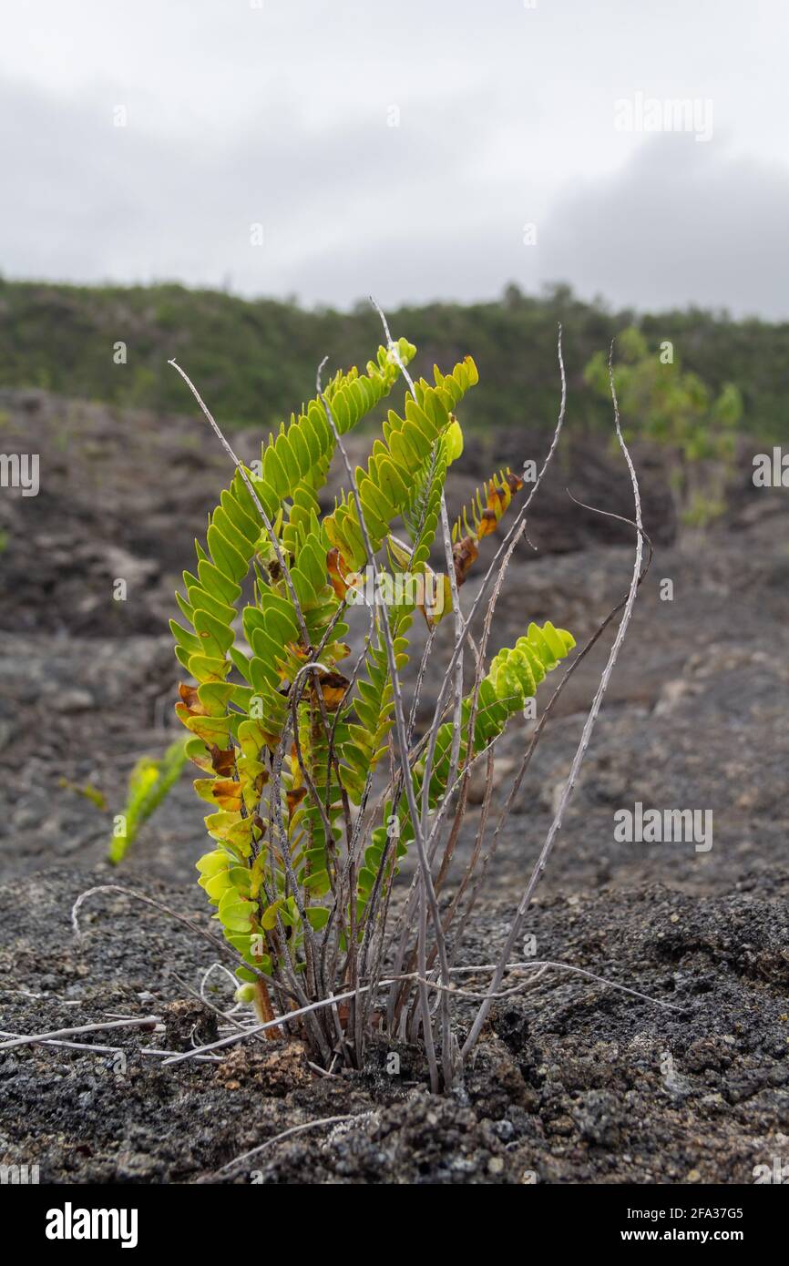 Vertical shot of astragalus plant growing on a gravelly surface Stock