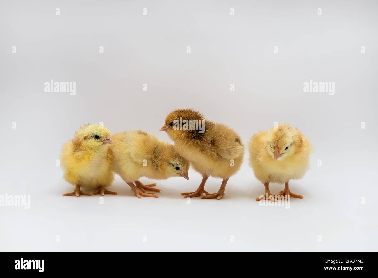 Newborn white and brown chicken eating, resting Stock Photo