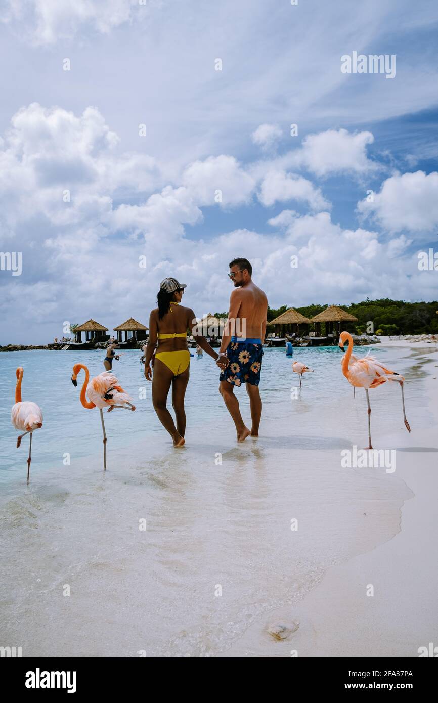 Aruba beach with pink flamingos at the beach, flamingo at the beach in ...