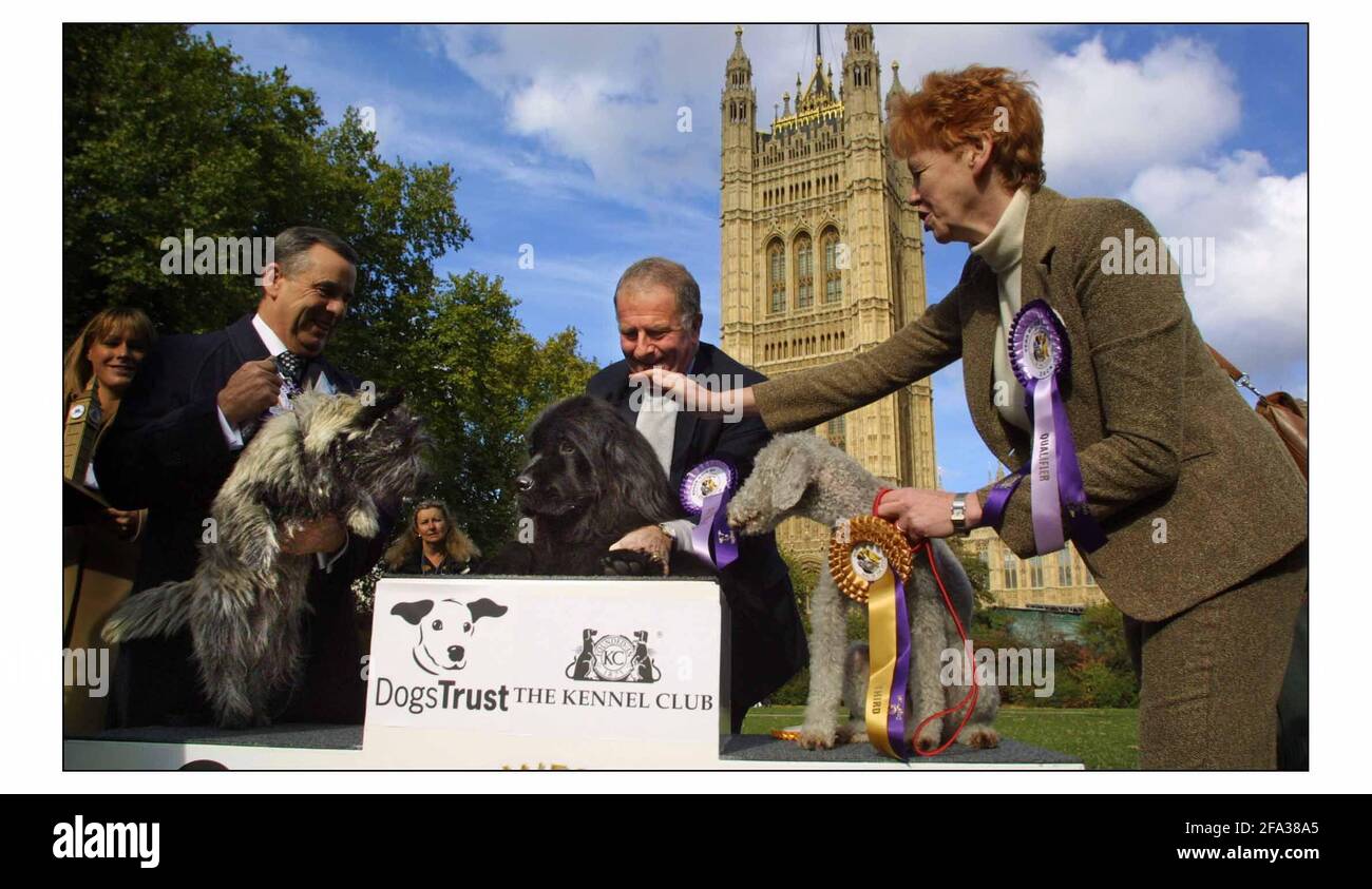 Westminster Dog of the Year.......AND THE WINNER IS..Roger Gale  Tory NP for North Thanetand Lulu the 18 month old Newfoundland  with lt. 2nd Lord Brooke of Alverthorpe and Bobby the Cairn Terrier and rt Ver Baird QC MP and Zack the Bedlington Terrier.pic David Sandison 20/10/2003 Stock Photo
